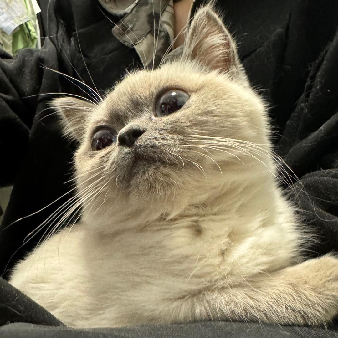 王炸爱吃虾