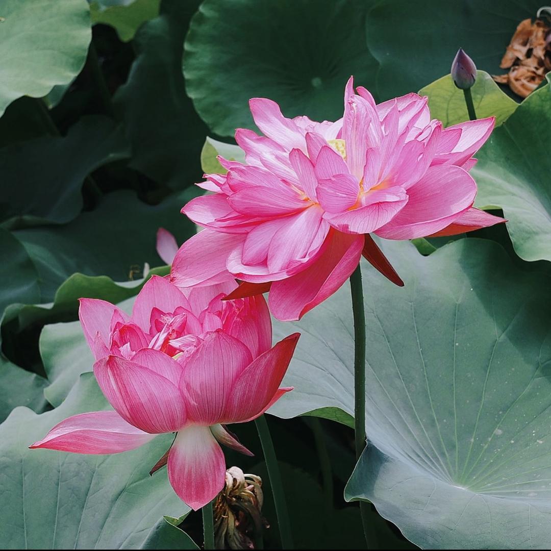 AAA-螺狮粉批发惠姐