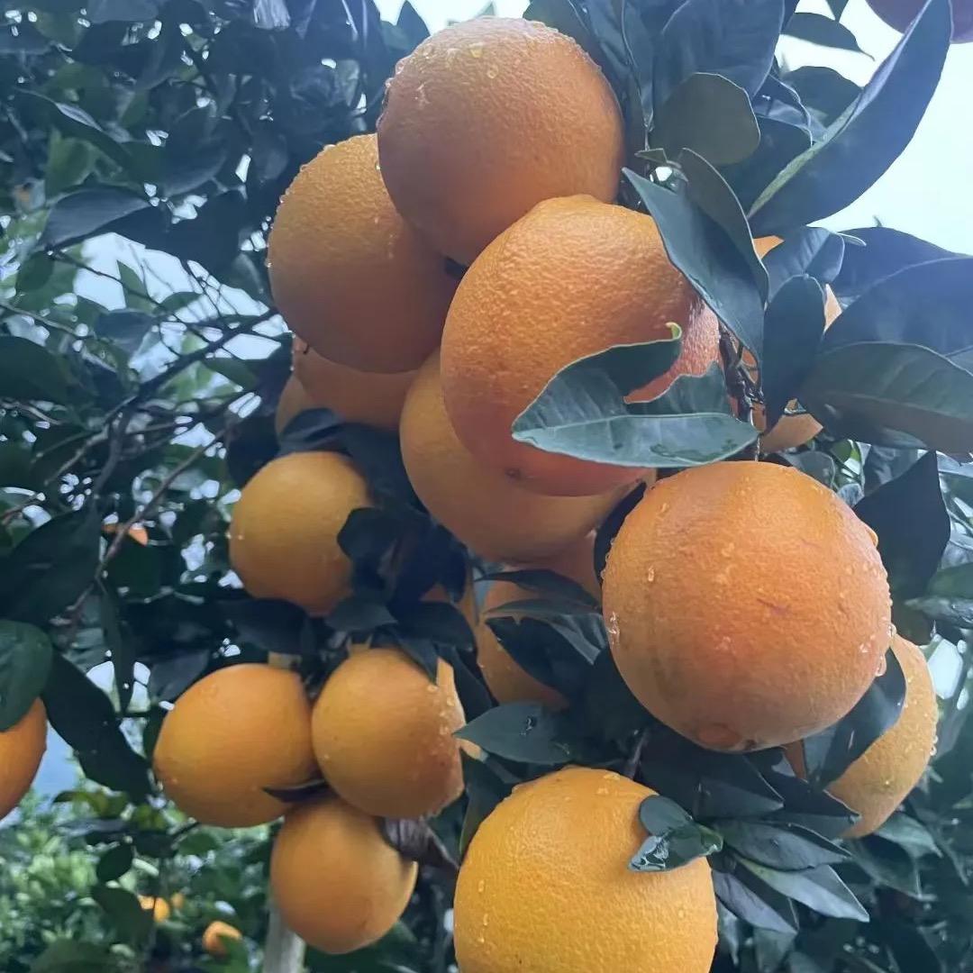 正宗赣南脐橙