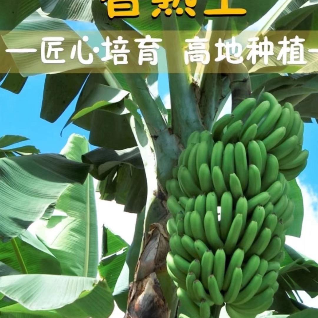 秋菊姐