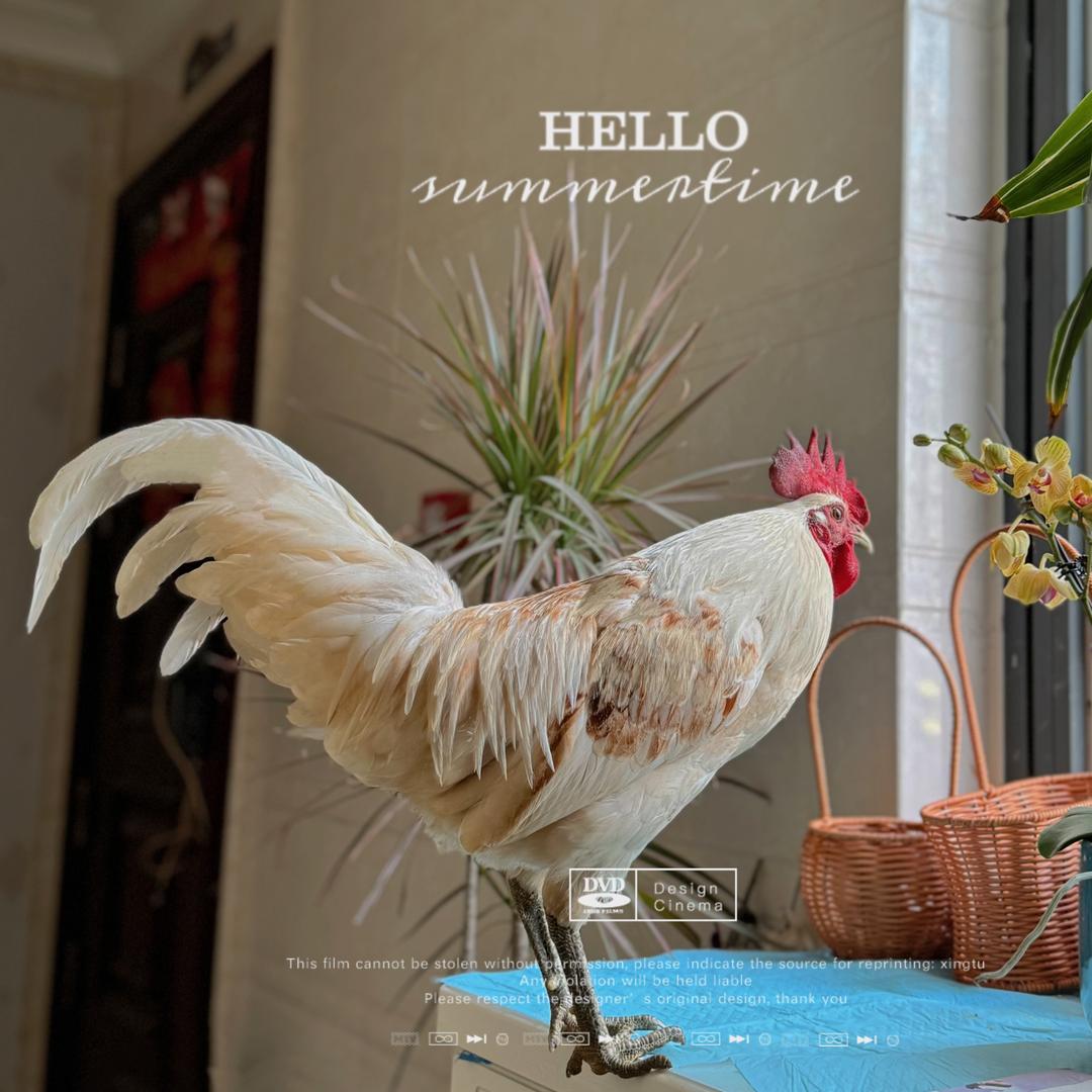 长沙鹊山鸡老赵