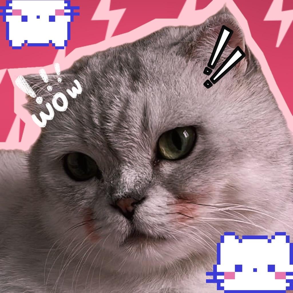 喵啊