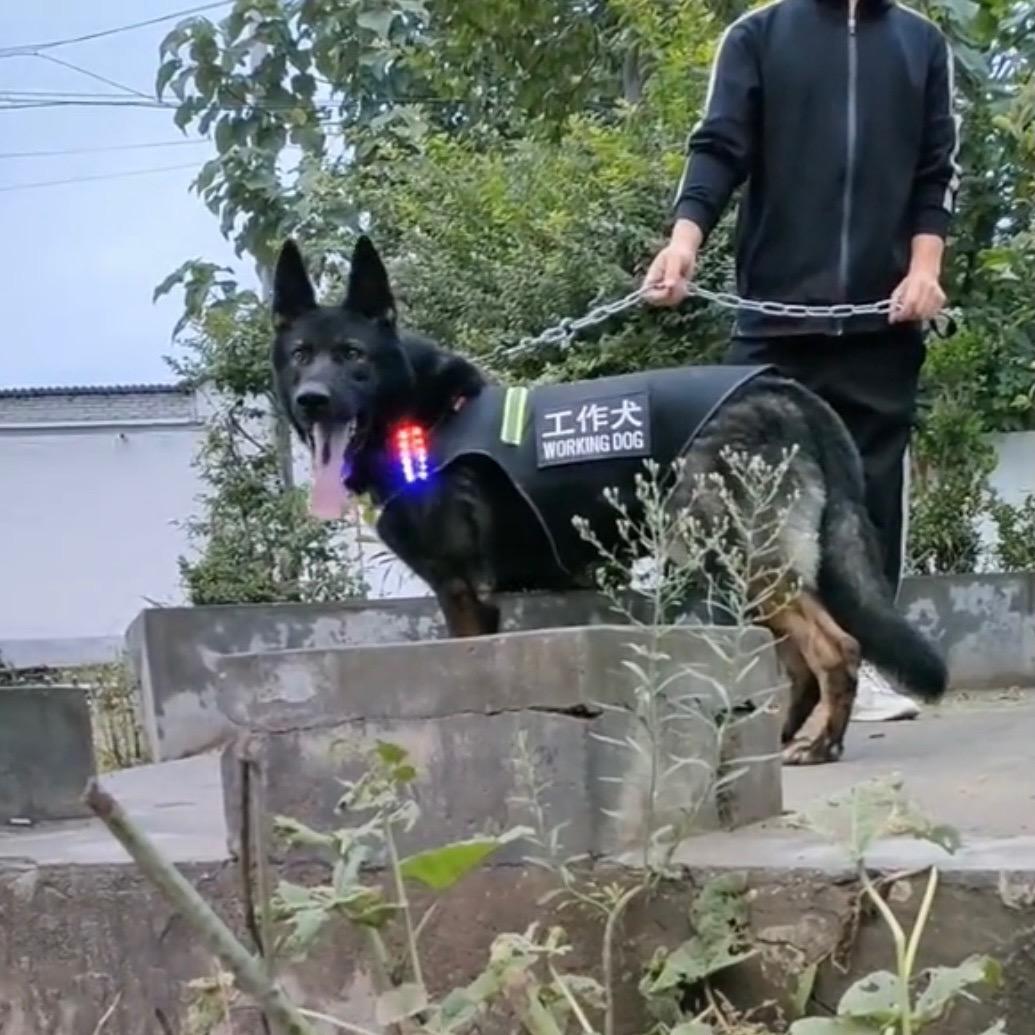 👍东德牧羊犬👍（张班长)