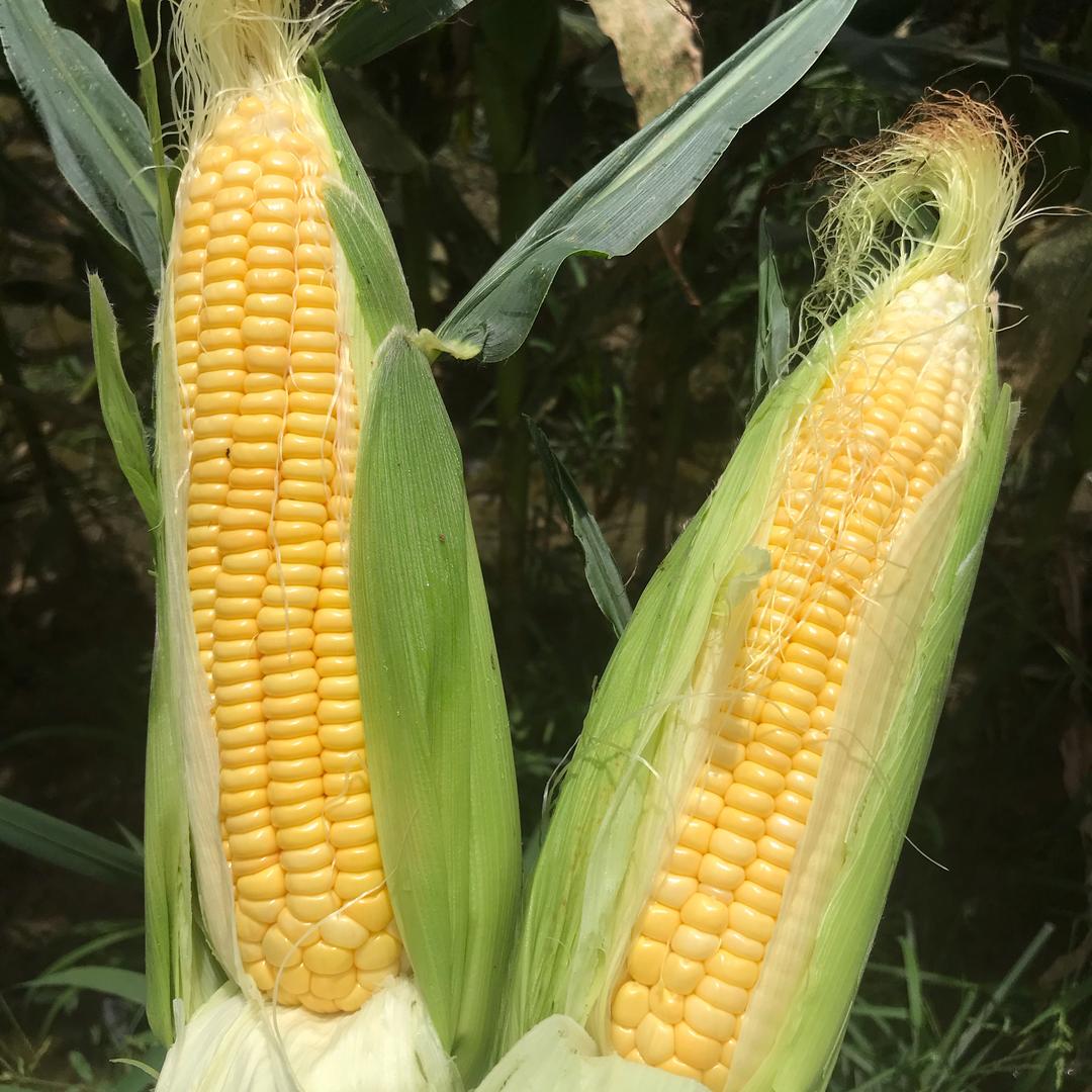 小陈农业专业代收各种玉米销售各种玉米种子