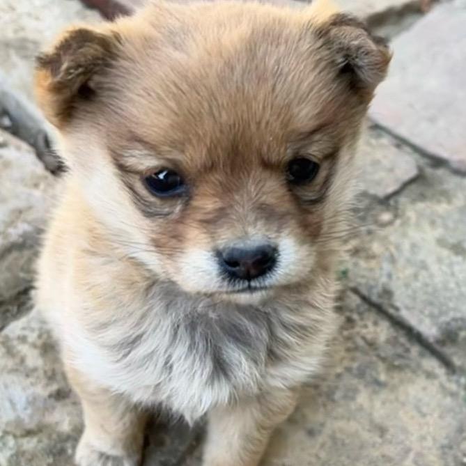小狗日记📔