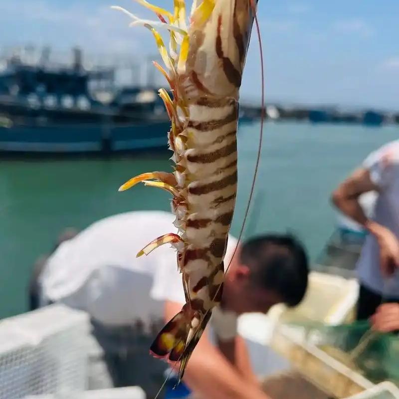 大智运来
