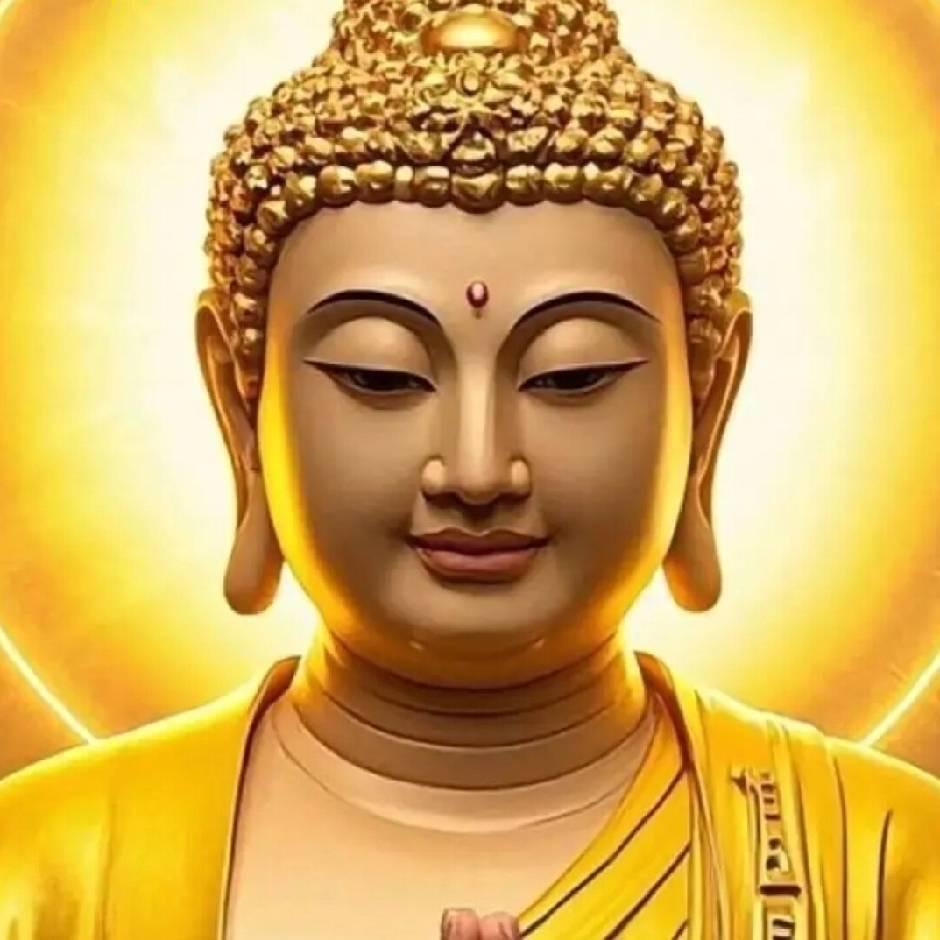 广西撞死四只鸡