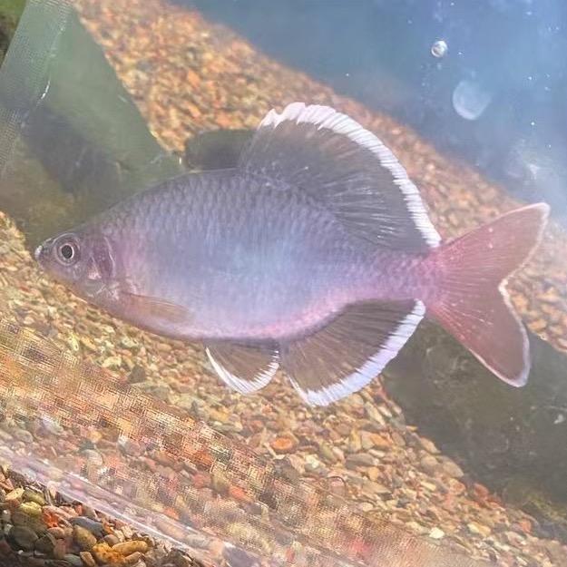 断水流