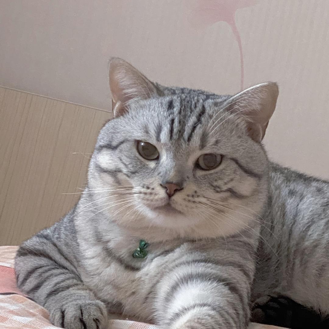 札幌饭碗战斗机