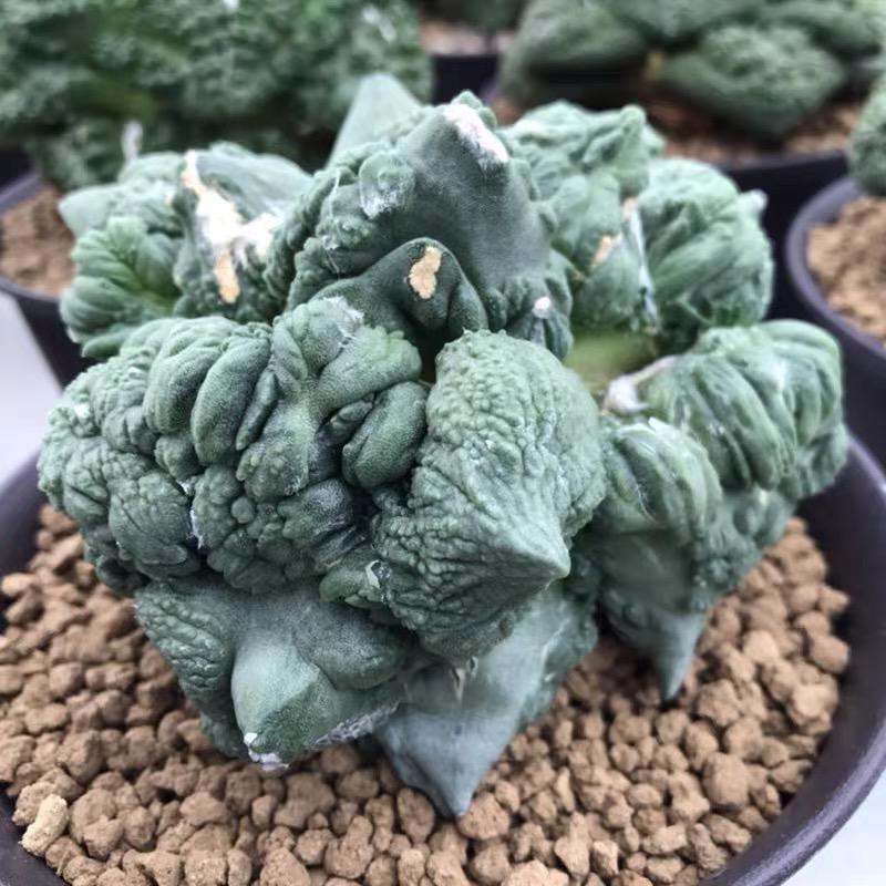 北中园艺仙人球