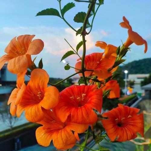 烟花落