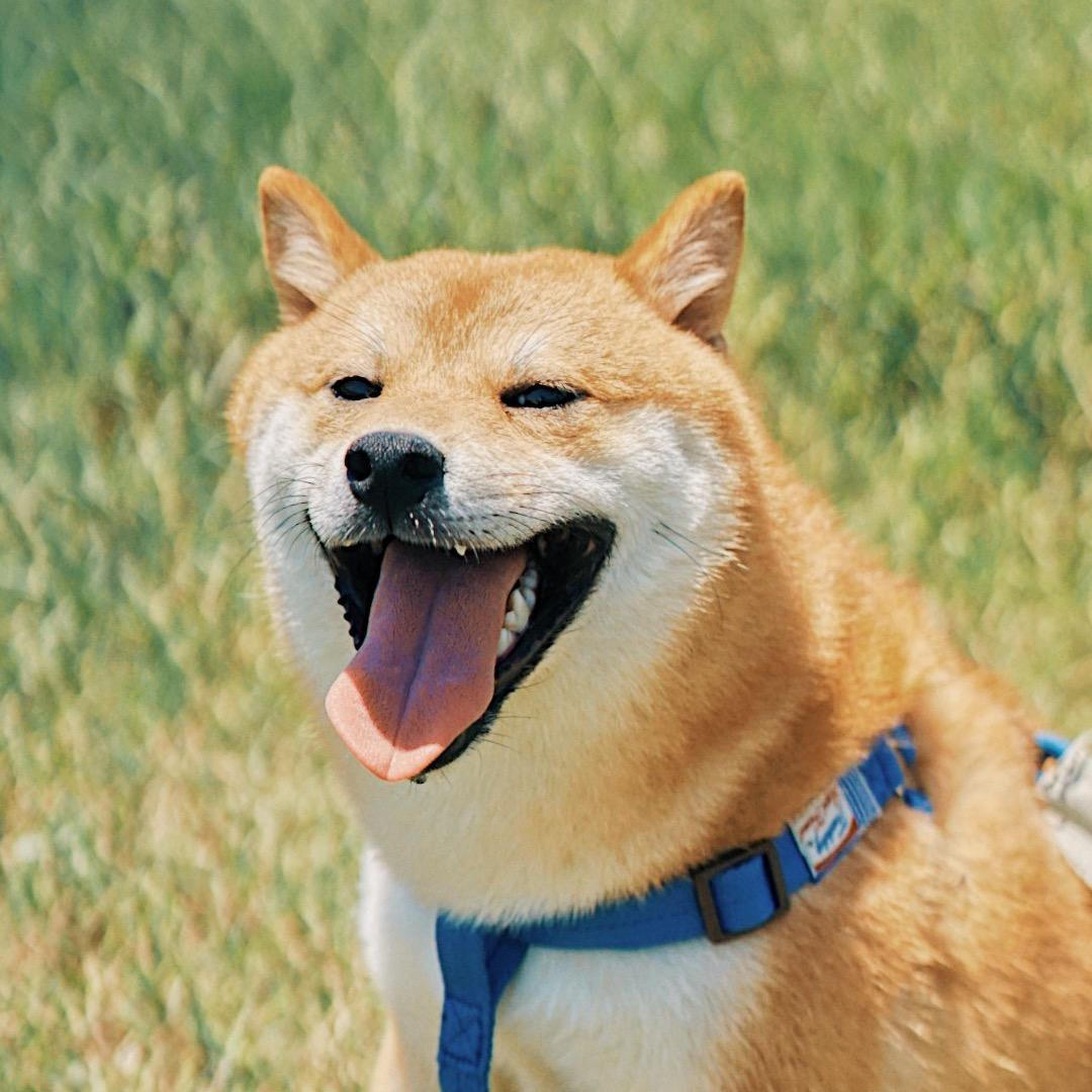 小蓝呼呼