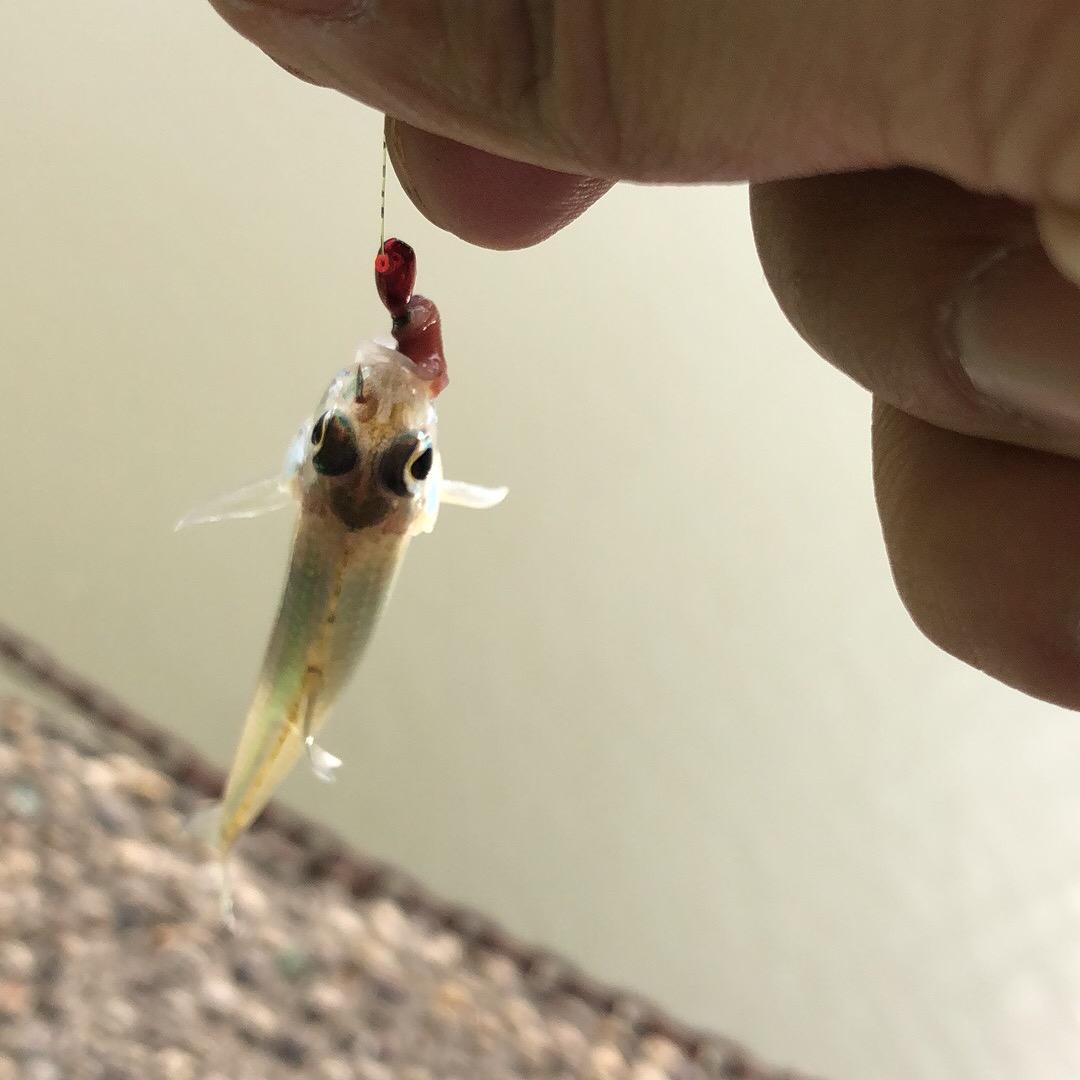 小飞