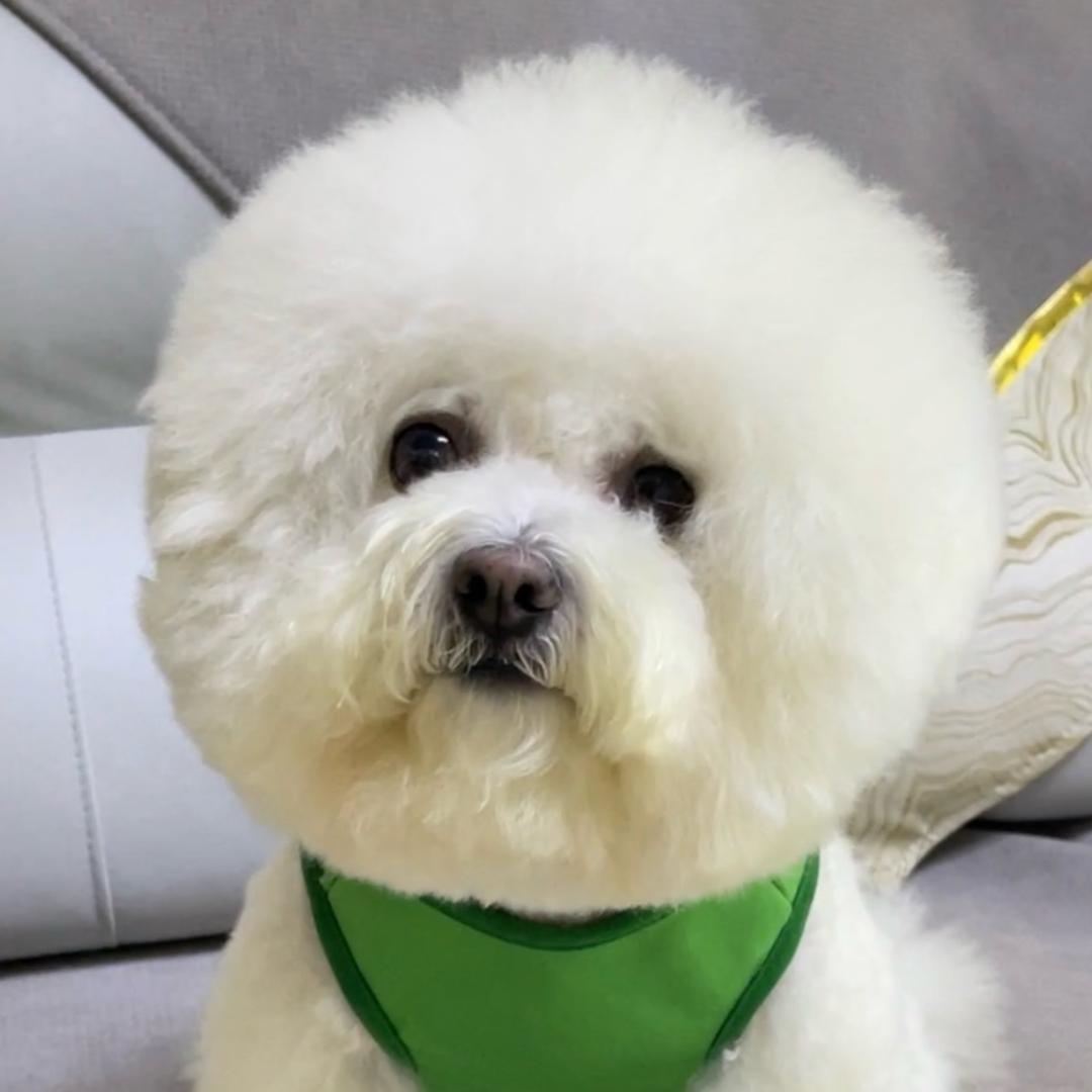 家有比熊糖宝果果