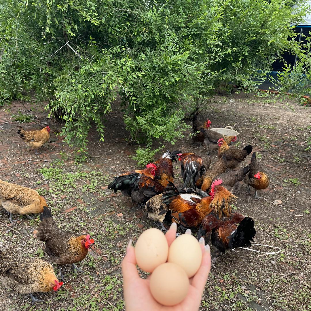 东北燕子农产品