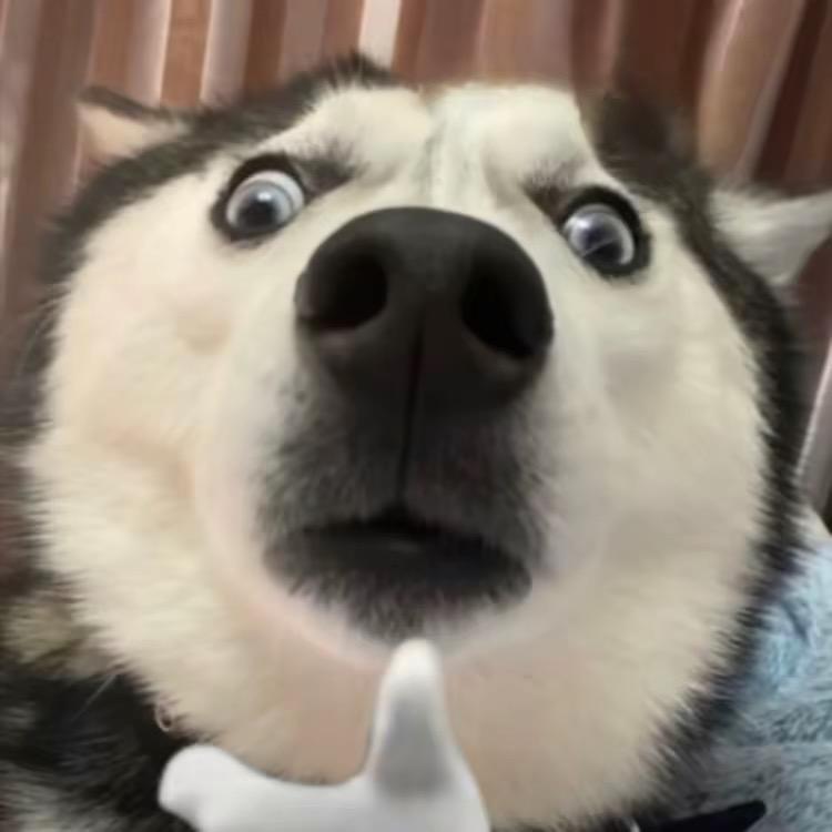 栖梧桐木
