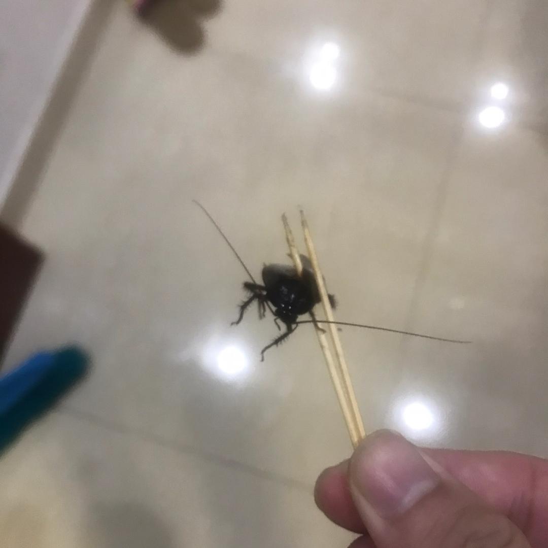 大帝