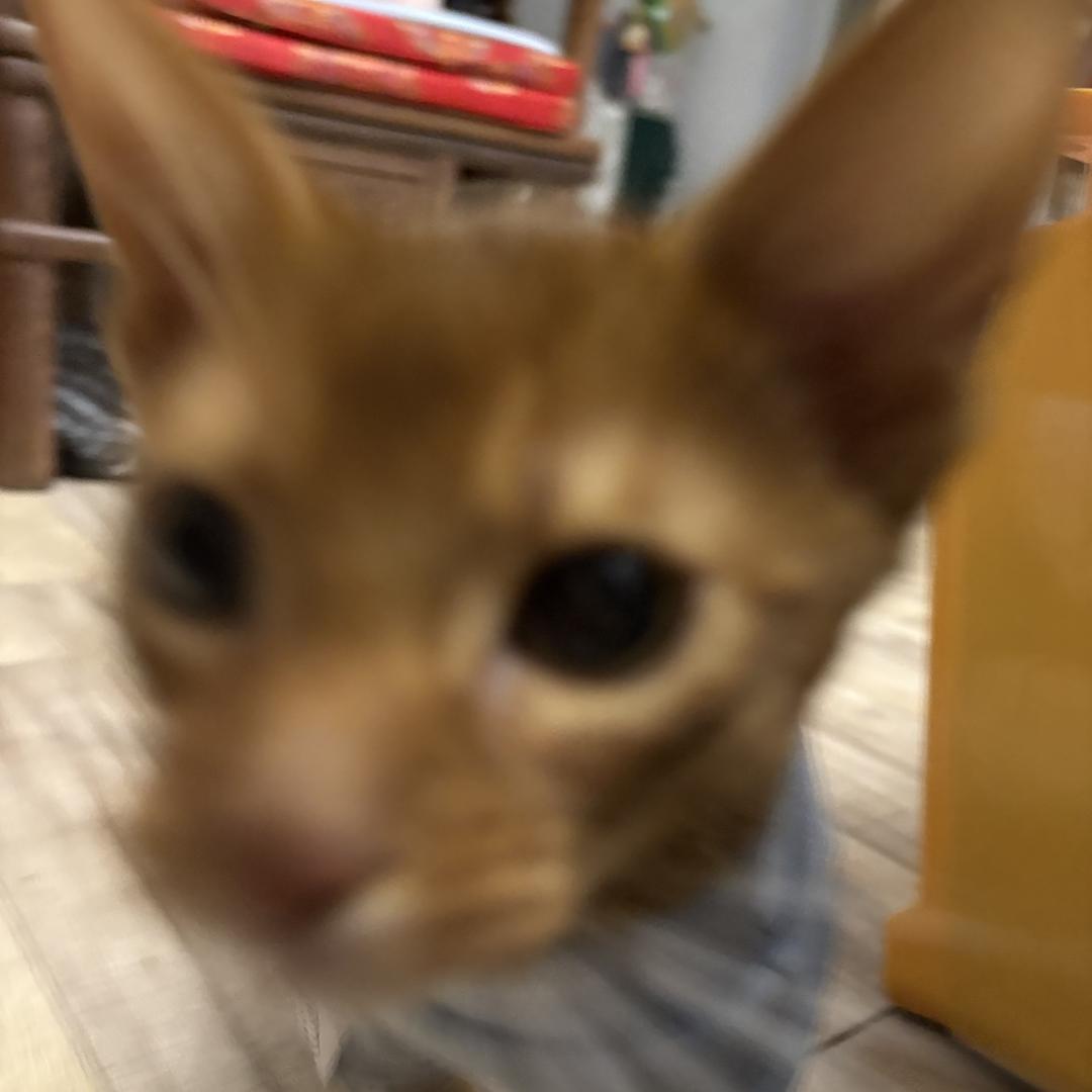 小及格家（减肥失败版