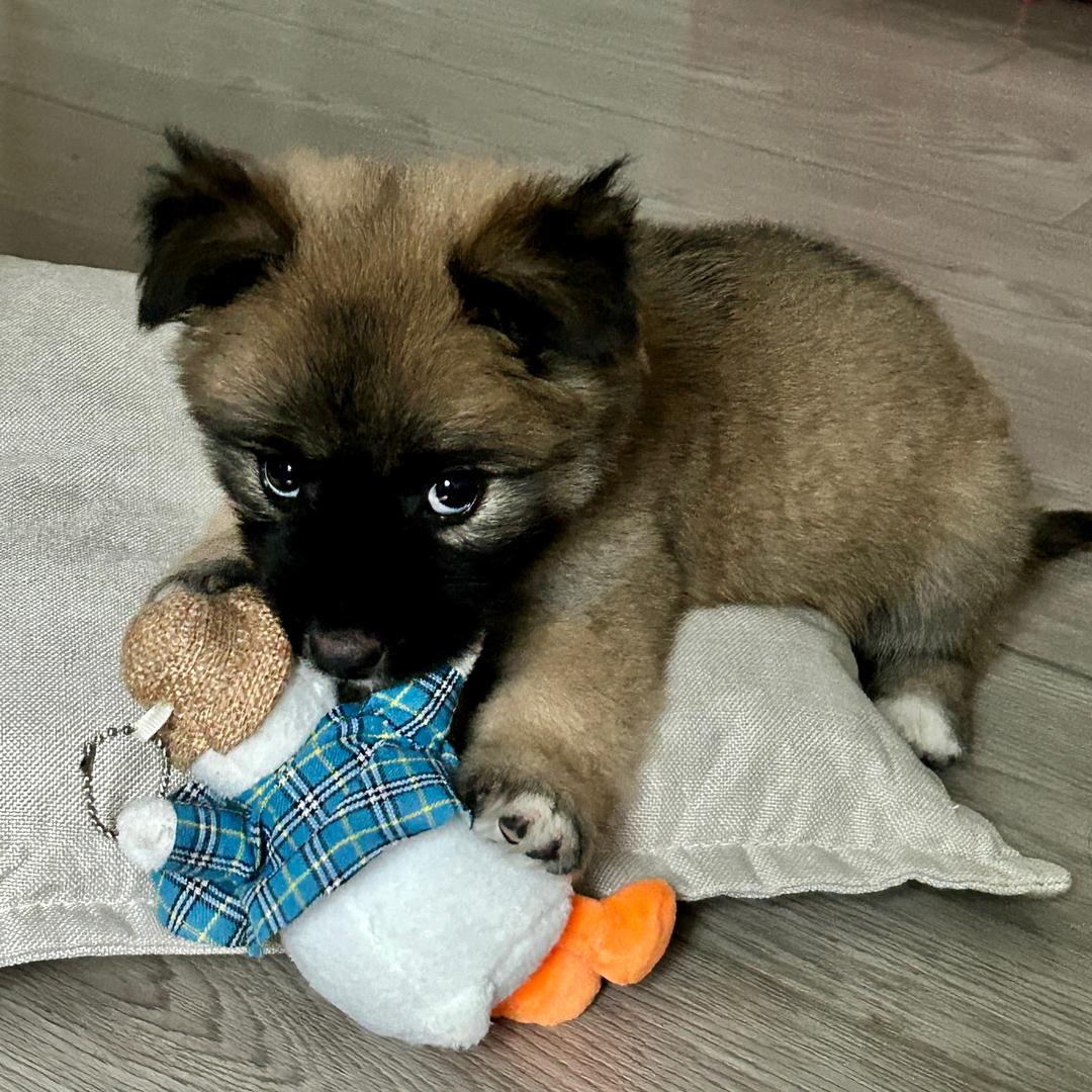 考拉🐨的陪考记