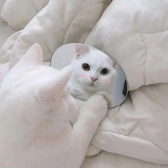 枳枳ㅤ