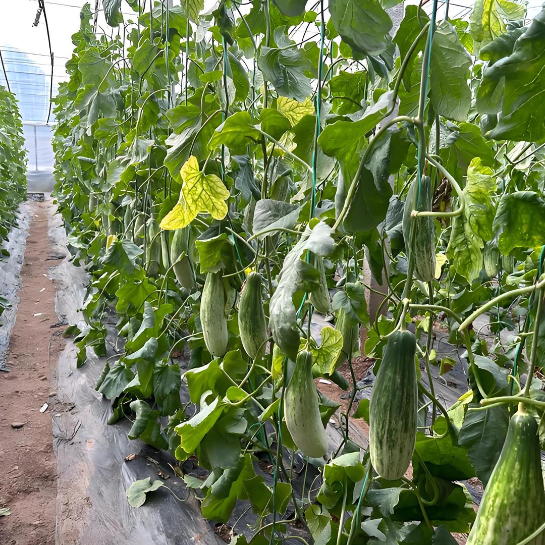 小亮说农业种植