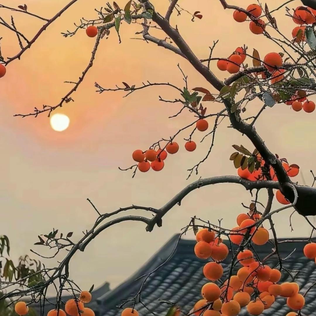 王噔噔Ci