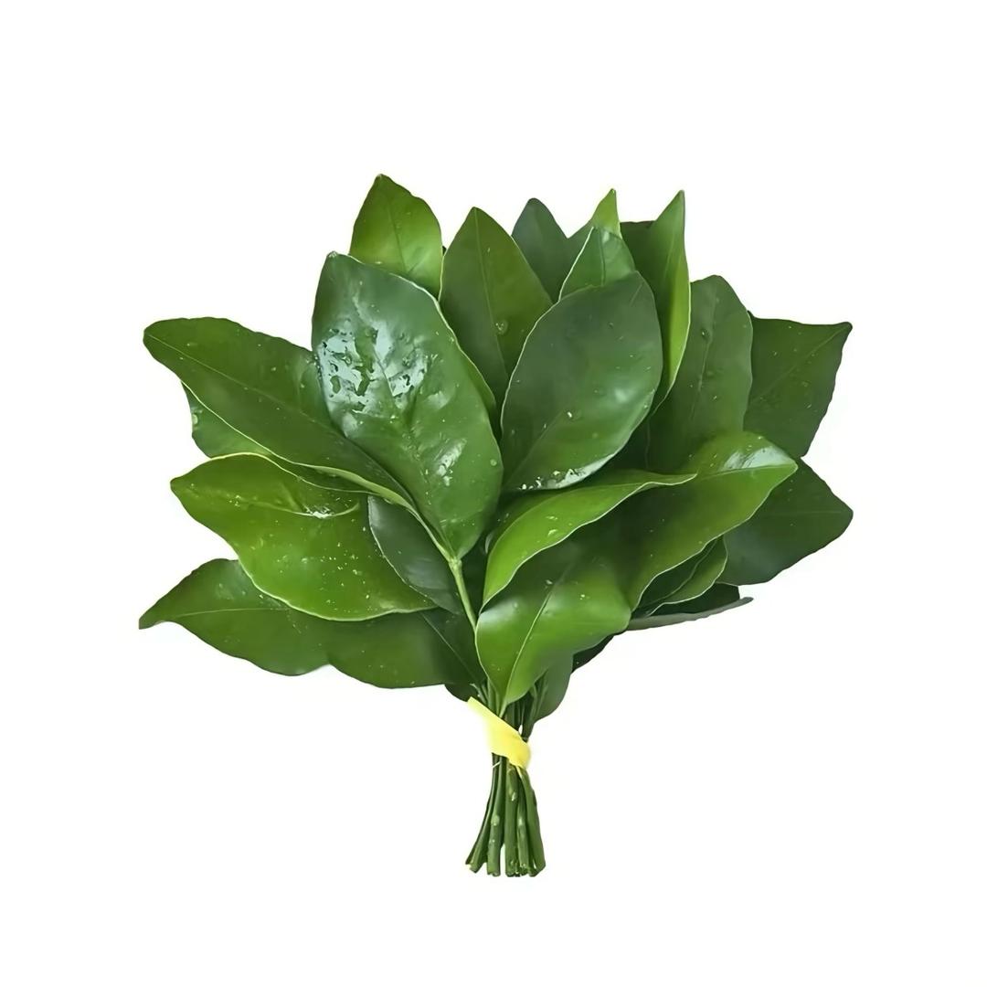 胖胖.