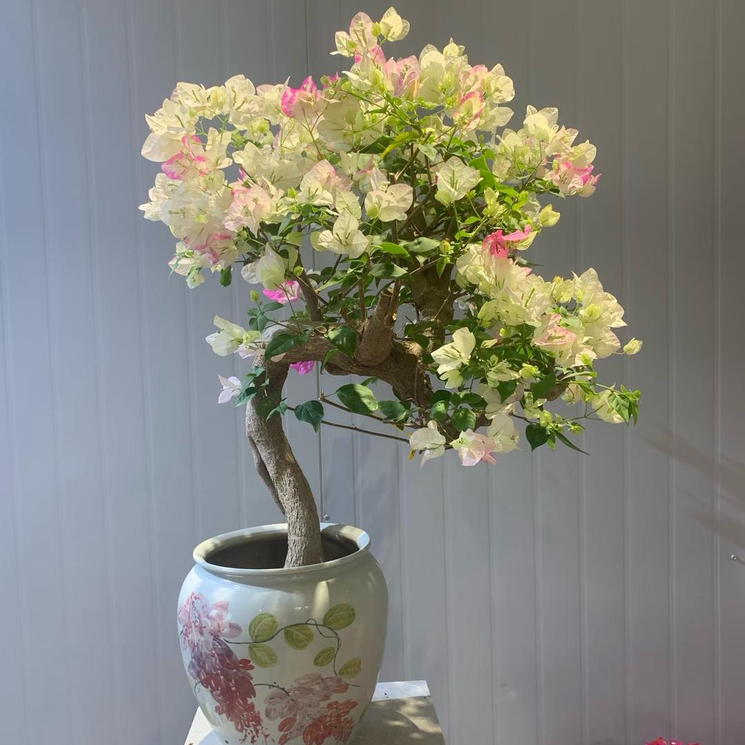 漳州花千树园艺优品小铺