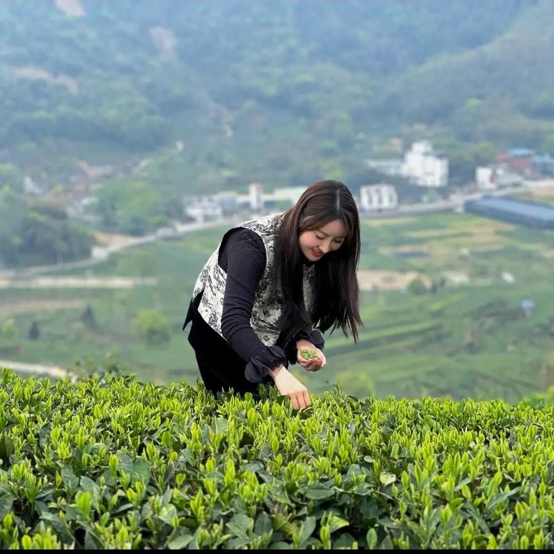 杭州龙井茶核心产区-钱塘