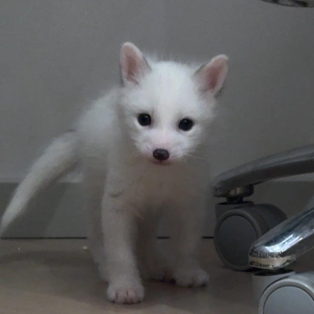 momo大王🦊