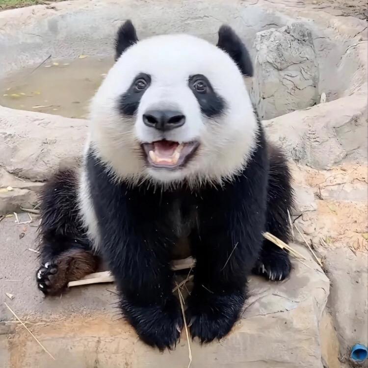 伊面