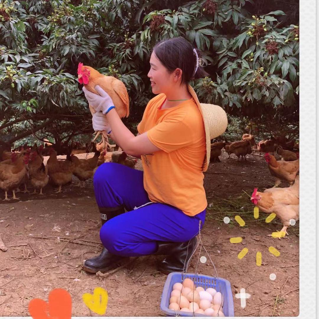 明丽果园鸡