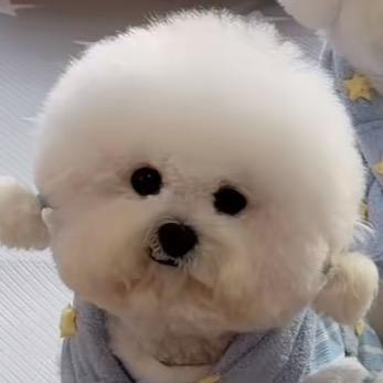 精酿ビールちゃん