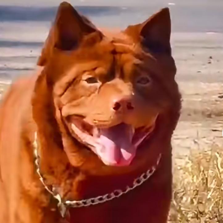 淄博五红犬舍，