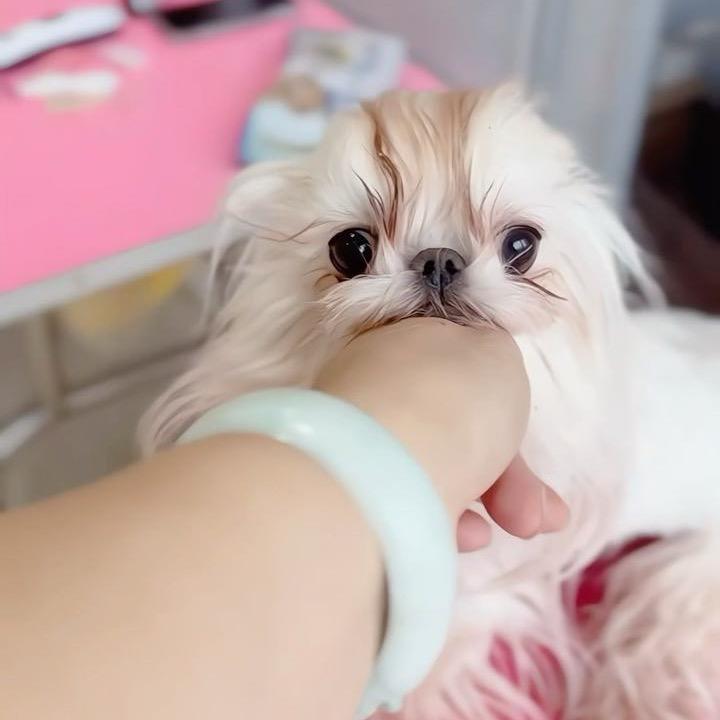 烟花姐姐家的毛孩子