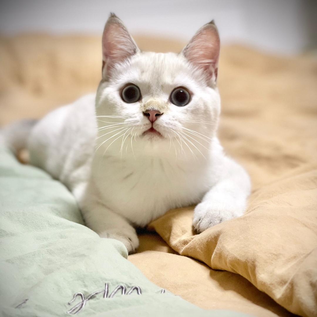 money和辛巴的幸福喵生