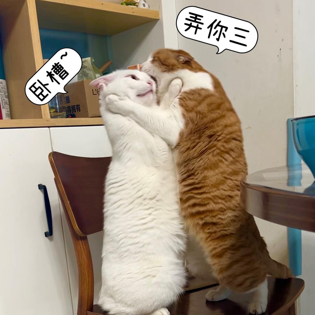 曹大鹅