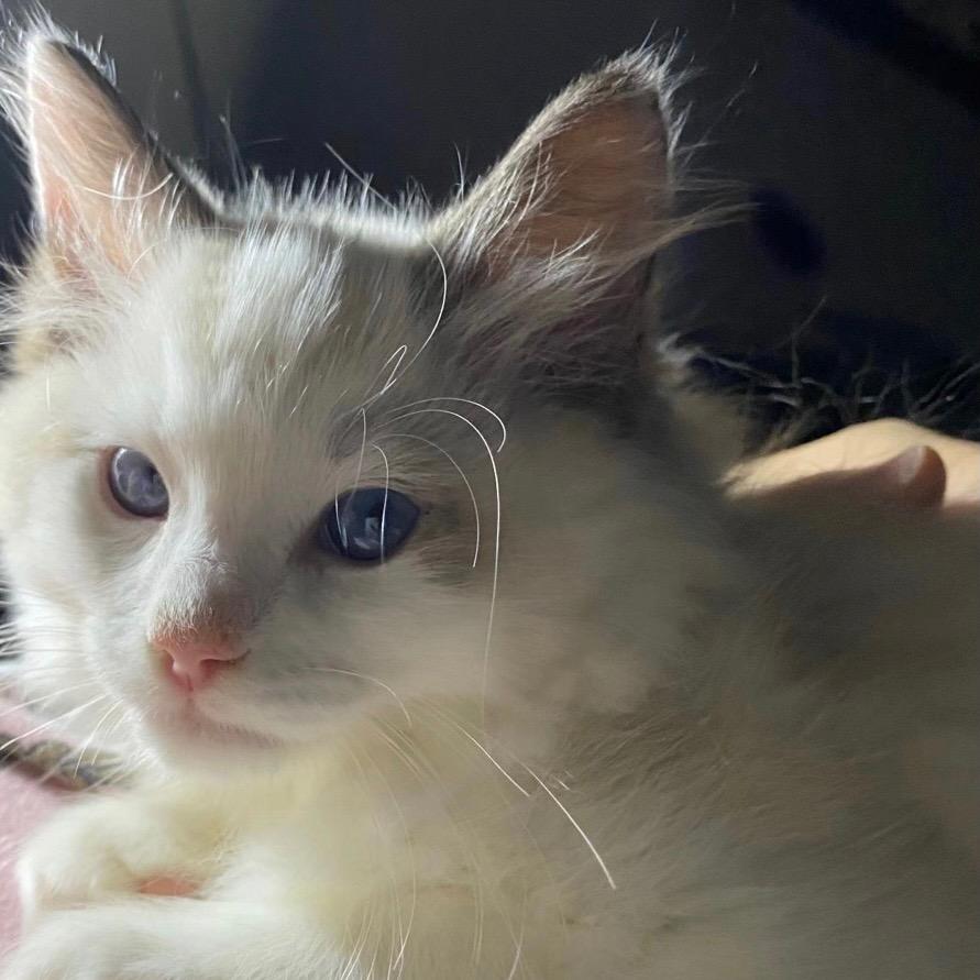 FCB（见过4次紫棋版）