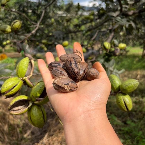 栗香莓语种植家庭农场