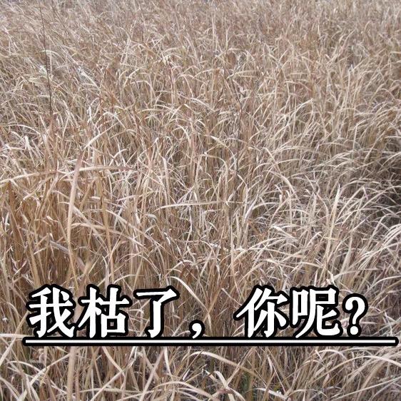 观