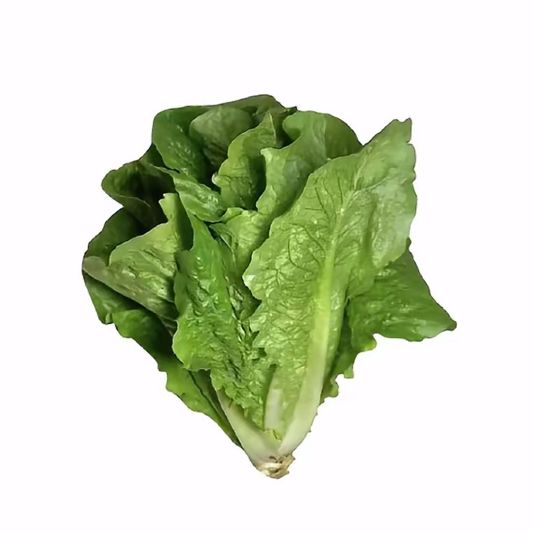 一片伟大的生菜