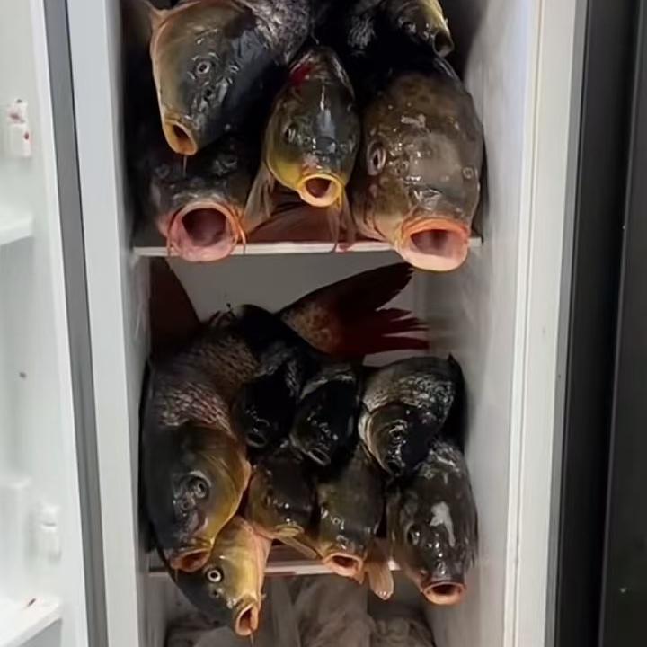 卤蛋全能钓