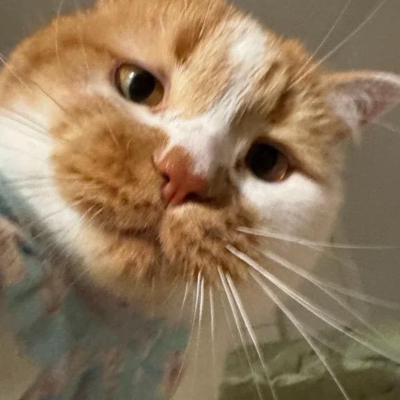 再牛逼的肖邦也弹不出哥忧伤