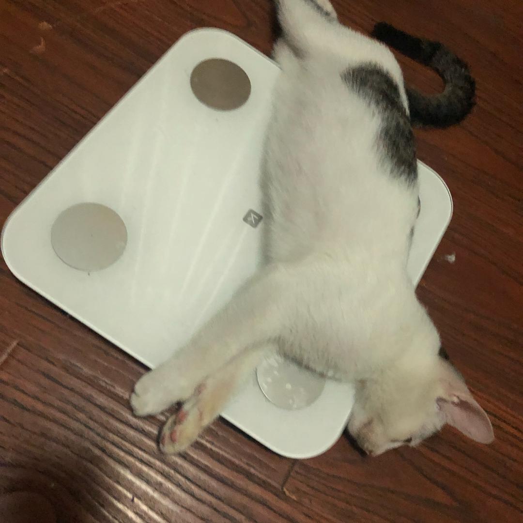 特仑苏☕️……