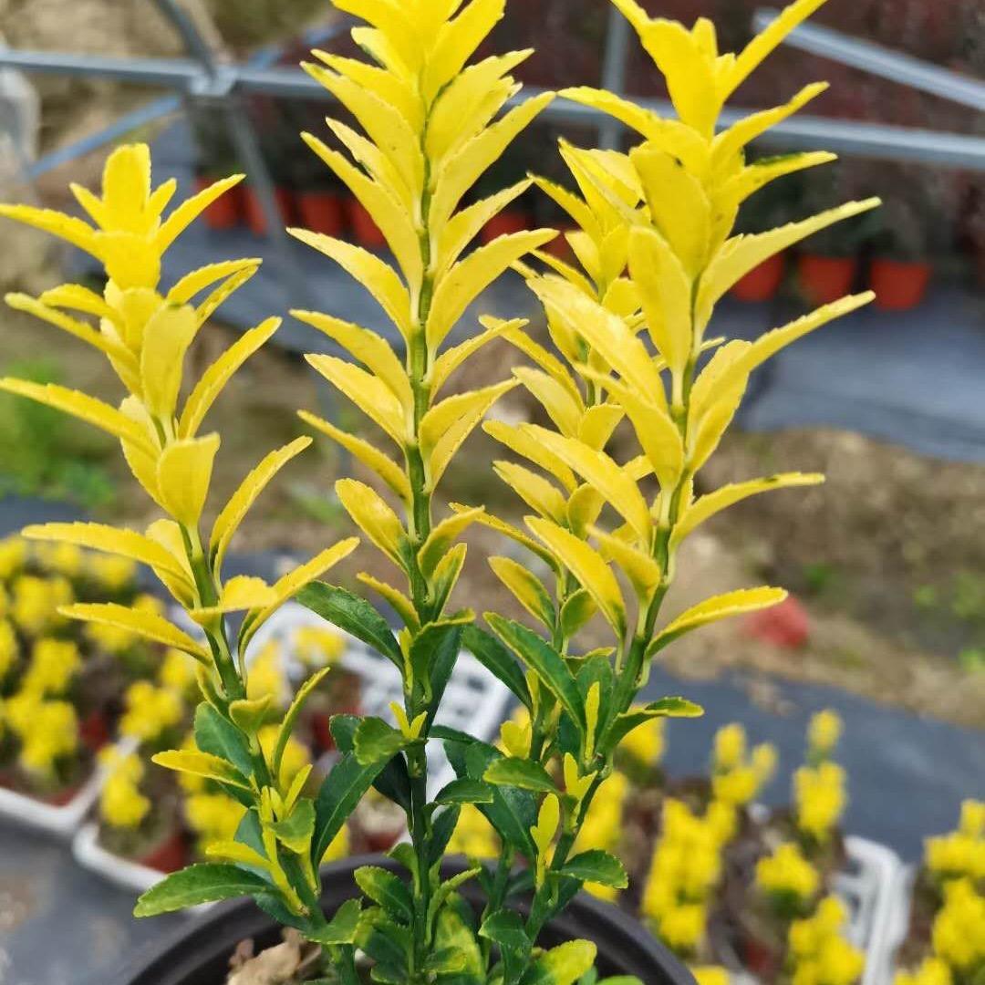 武功县农兴源种植农民专业合作社