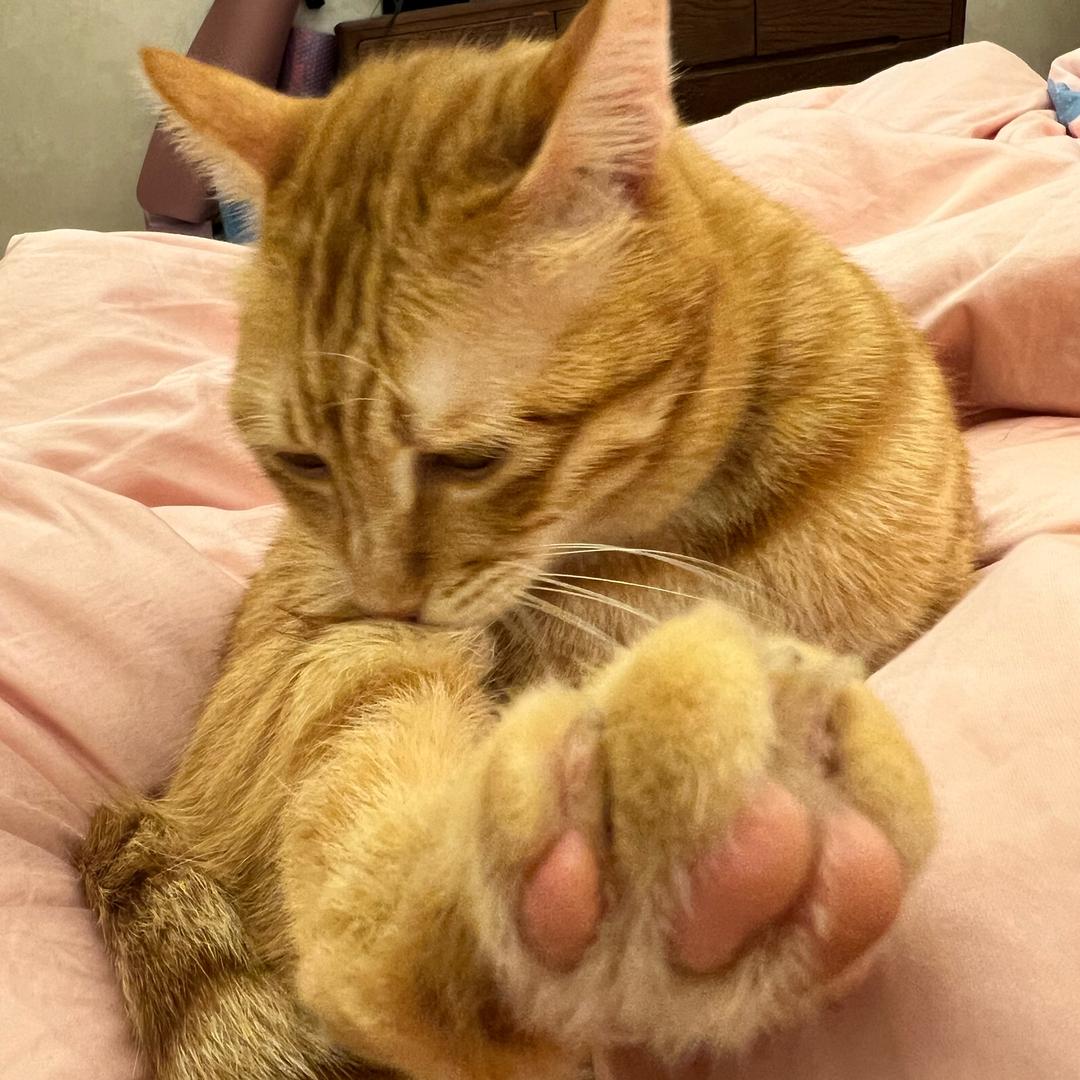 猎白