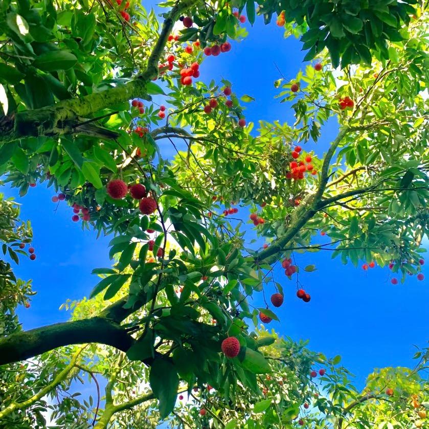Yoyo🍒