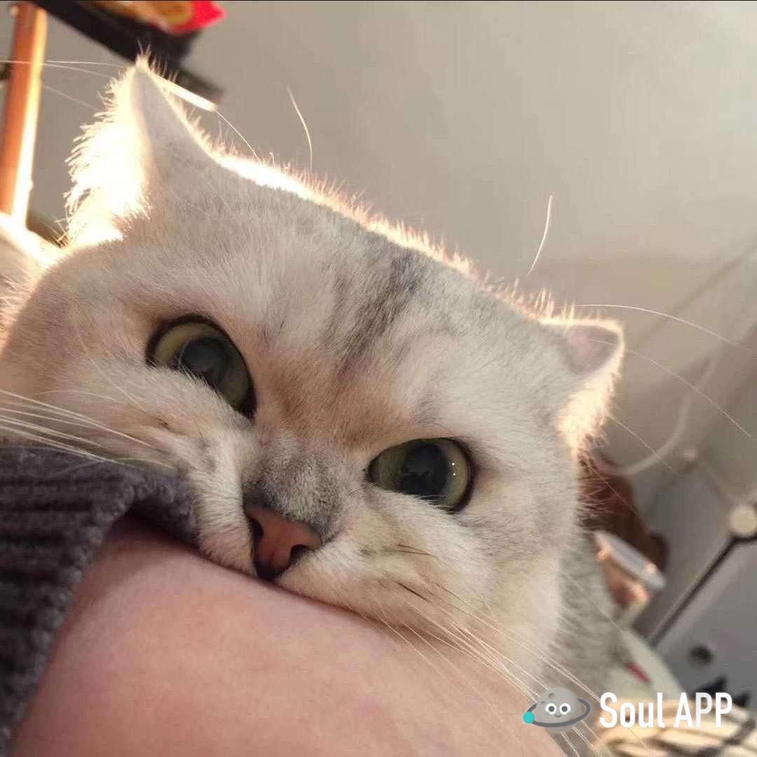 伍月（三角洲行动）