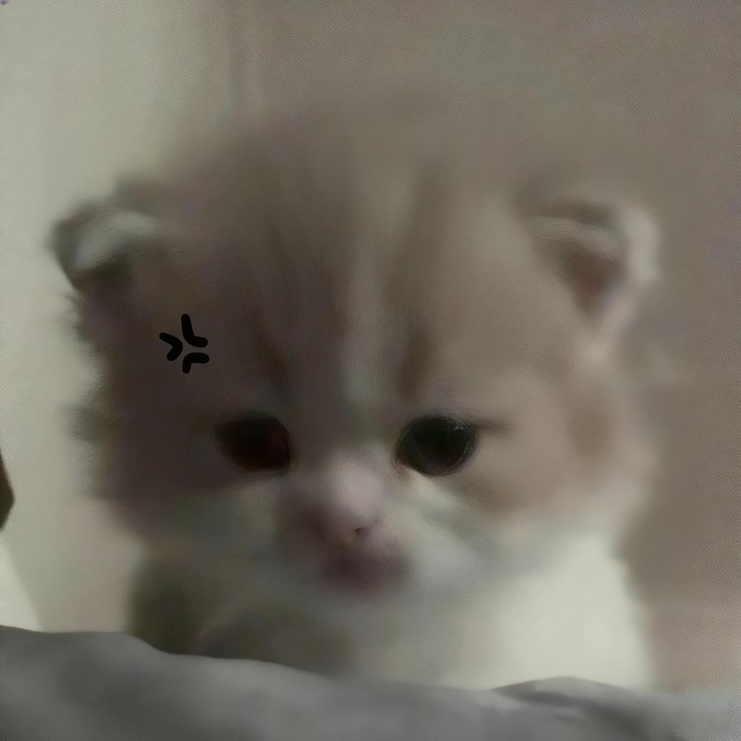 爱似雪色长眠