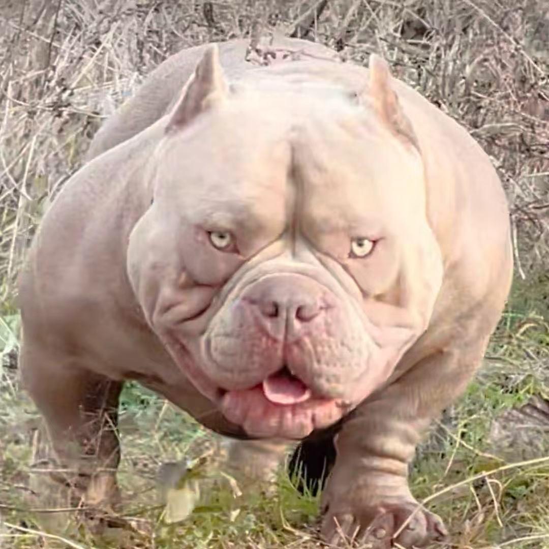 恶霸犬滚哚
